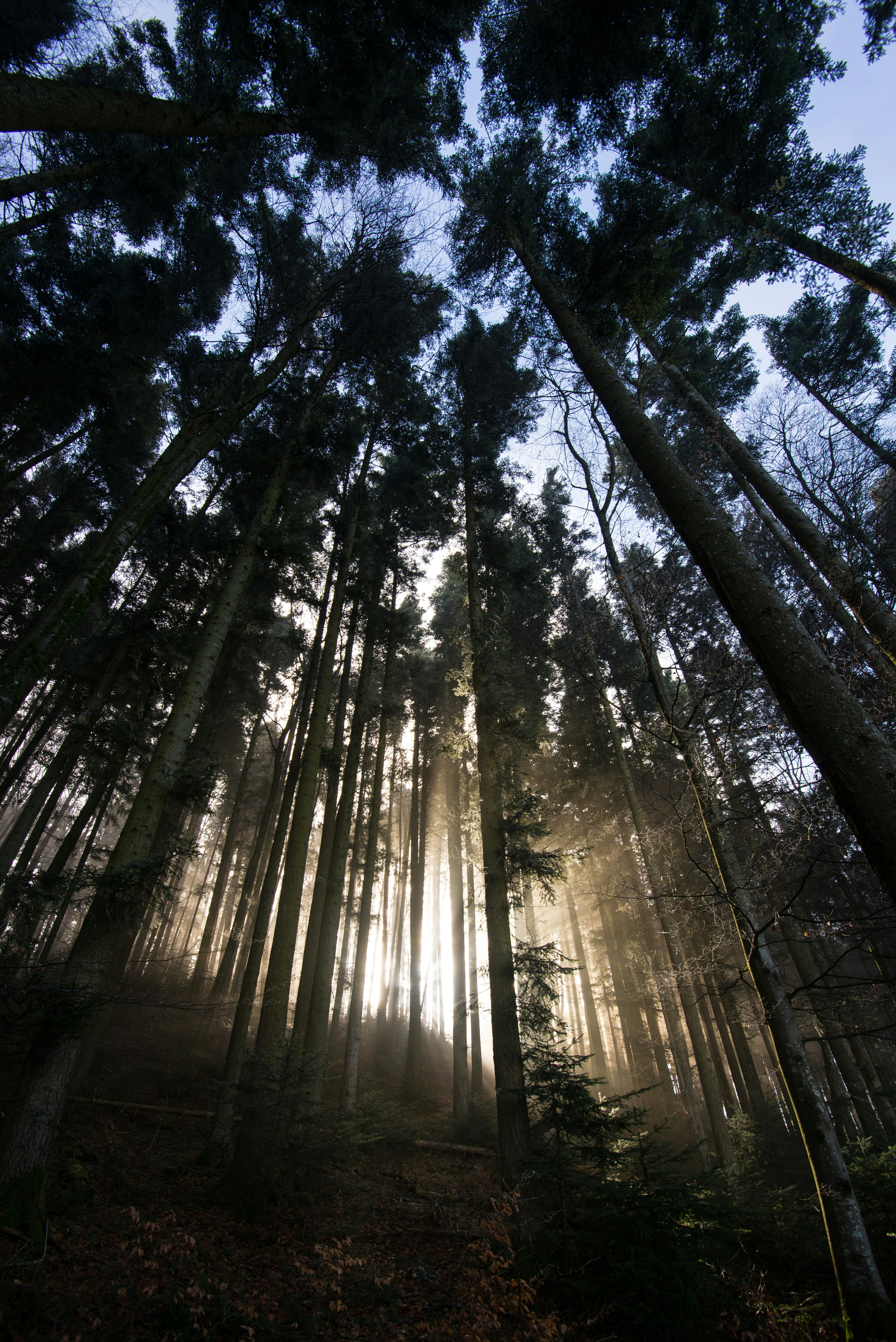 green trees on gray soil